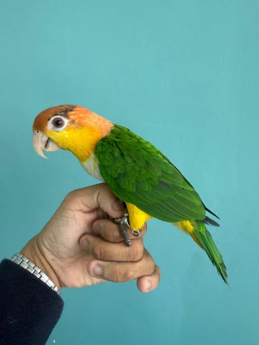 white bellied caique