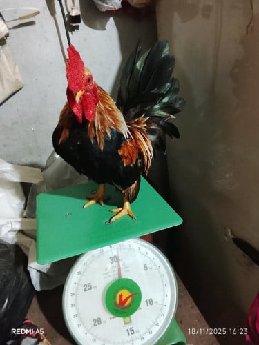 លក់បាមាន់តឿ sold out