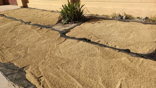 មាន់លក់ស្រូវមាន់