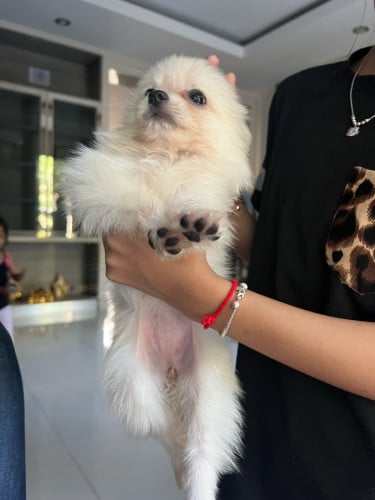 ចង់ចែកវិញដោយសារអត់មានពេលមើលថែរ