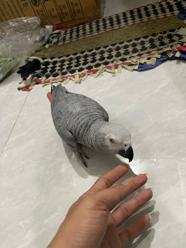 សេក Africangrey ឈ្មោល