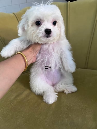 ជីសុភូដល F1