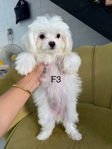 ជីសុភូដល F3