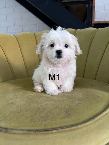 ជីសុភូដល M1