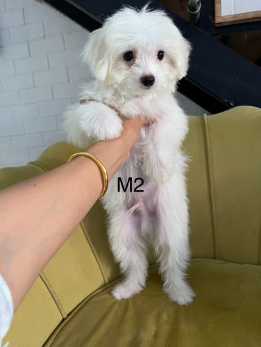 ជីសុភូដល M2