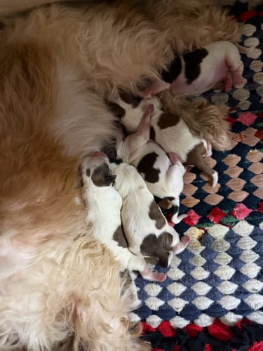 ជីសុ Top Grade