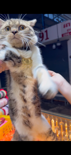 American x British Shorthair