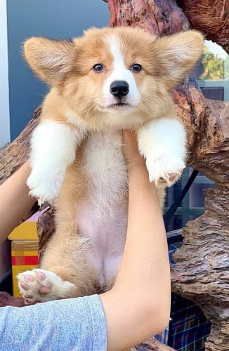 Corgi