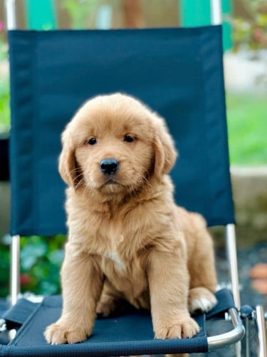 Golden puppy