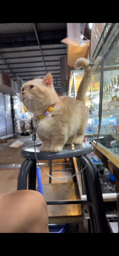 Munchkins short hair