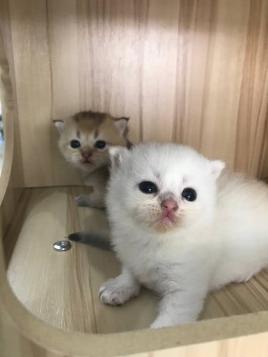 Pets Shop Assistant គិលានុបដ្ឋាយិកា