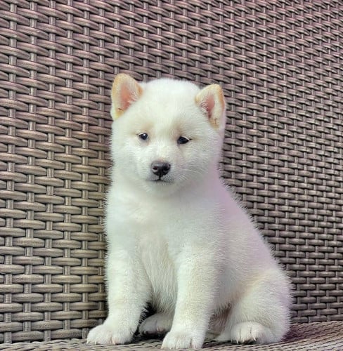 White Shiba