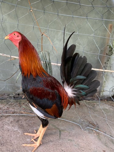 ឈាមសុីន លក់ ឡាំរោទ៍