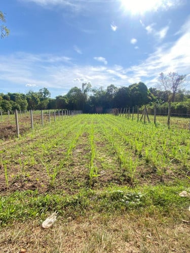 ដីលក់អរិយក្សត្រ ទំហំ 11m x 65m