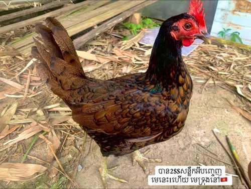 មេ2ឈាម  ពូជច្បាស់ មេទ្រុងគីឡូ30 មេនេះឡាំរោទ៍ ពង3ដង