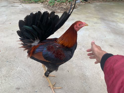 ខេសូហាច គីឡូ29 ម៉ាន់អាយុ7ខែ