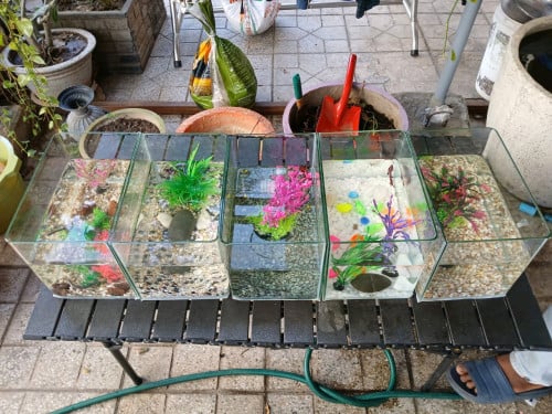 ឈុត ទូ ត្រី Beta      ■ តម្លៃ 23$ / 1ឈុត1ឈុត មាន ៖- ទូកោង 26cm - គ្រឿងដេក័រដូចក្នុងរូប- ត្រី