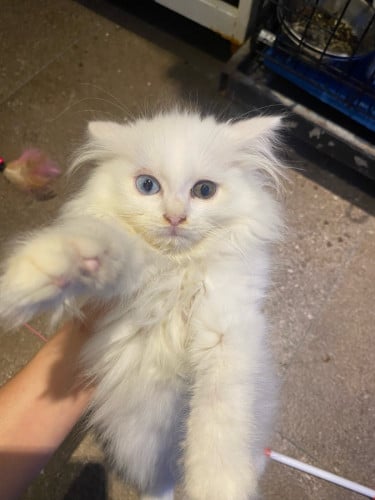 Persian 2color eye(instore)