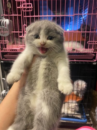 British shorthair boy(instore)