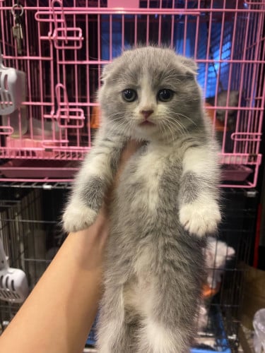 British shorthair girl (instore)