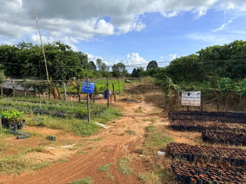 ដីលក់ប្រញាប់លុយខ្លាំង លក់ខាត ម្ចាស់ផ្ទាល់