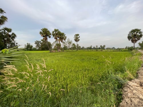 ដីលក់បន្ទាន់ទីតាំងល្អត្រឹមតែ11kmពីរប្រលានយន្ដហោះថ្មីប៉ុណ្ណោះតម្លៃអាចចរចាបានទៀត