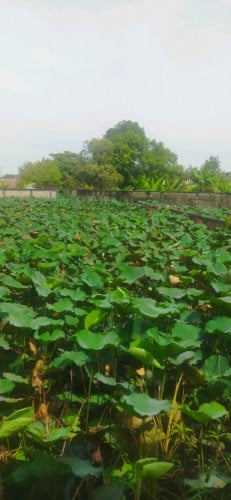 ដីលក់ក្បាល 9 បណ្តោយ 40  Tel:  070565541 • 087209297