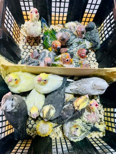 Baby Cockatiel, suncoruner, Rainbow lory
