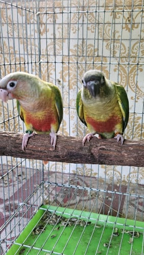 Green Cheek ញីឈ្មោលមាន DNA