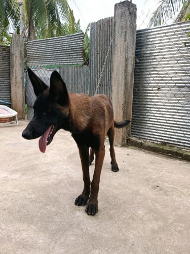 Malinois ឈ្មោល ផែន VIP