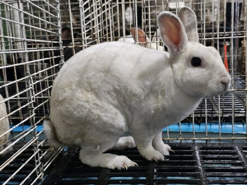 ទន្សាយពូជរោមកាម្ញី ឬដូរសត្វផ្សេង