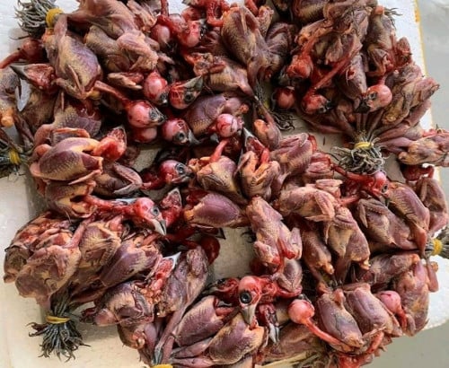 ចាបស្រែ