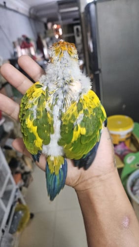 កូន sun corner