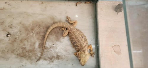bearded dragon