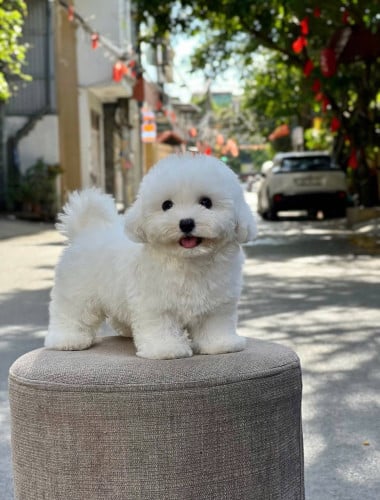 Bichon