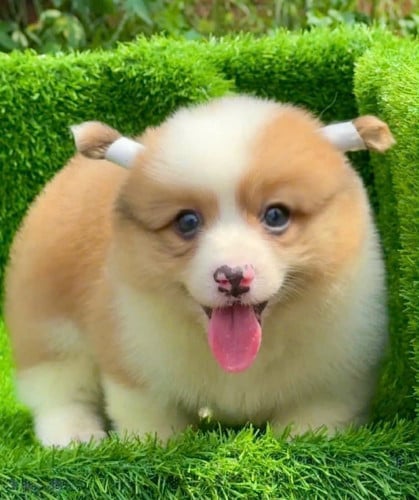 Corgi