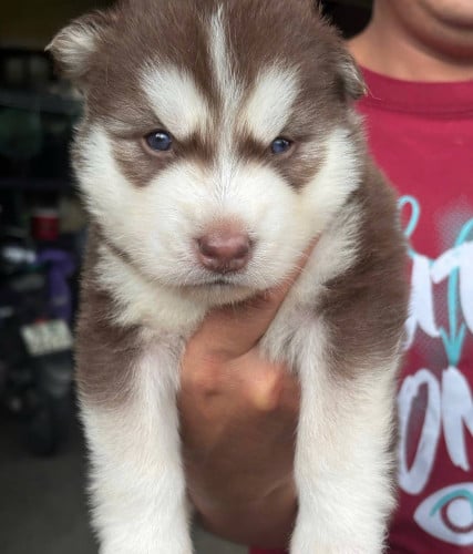 Husky