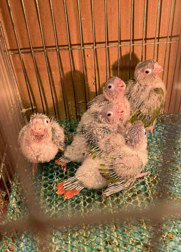 Pineapple Green cheek conure