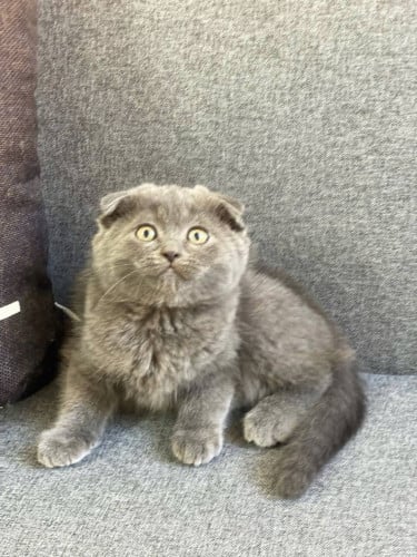 Scottish fold