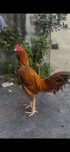 ថែជល់ក៏បាន ធ្វើបាក៏បាន មាន់ខ្ចី (ស្ទើរោមស្លាប រោម ក)