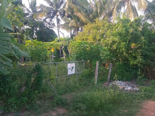 ម្ចាស់ប្រញាប់លុយ ដីលក់ីជិតផ្លូវកៅស៊ូបាណន់បាត់ដំបង