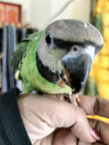 លក់ចេះនិយាយ