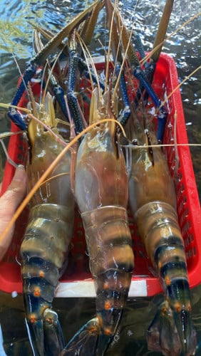 បង្កងធម្មជាតិខេត្តតាកែវ