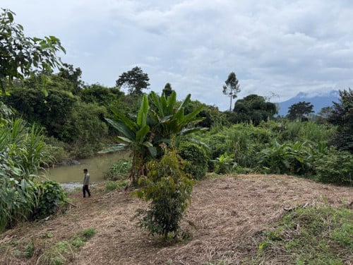 លក់ដីចំការ ប្រភេទដីក្រហម ទំហំ ៣​ ហិចតា: 095 999 159