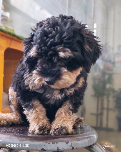 ពូជជីភូដល ភេទញី  black brown