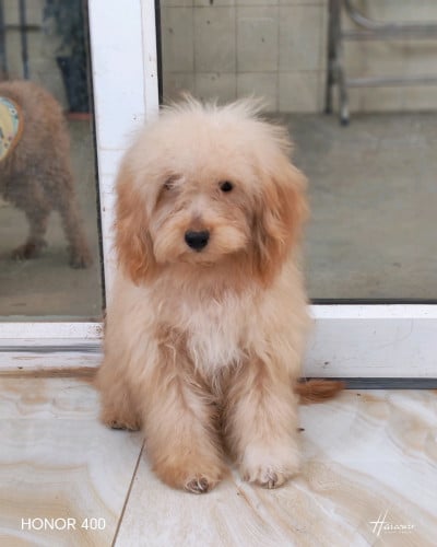 ពូជជីភូដល ពណ៌Bright browm