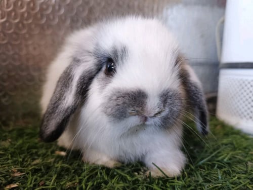 កូនត្រចៀកធ្លាក់ Holland Lop