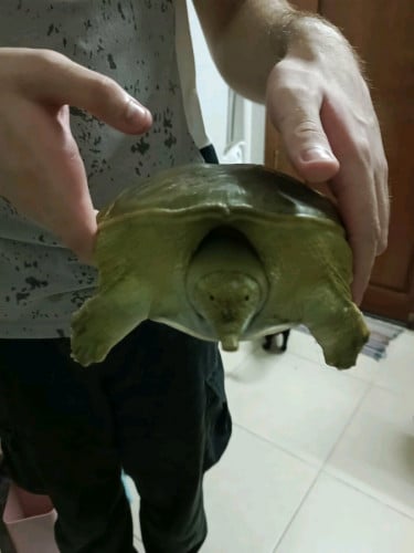 Water Turtle - Female