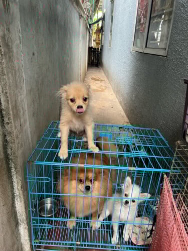 ចែកប៉មឈ្មោលពណ៌ទឹកដោះគោ