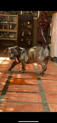 ប្រយាប់ម្ចាស់ទៅស្រុកក្រៅ